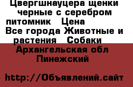 Цвергшнауцера щенки черные с серебром питомник › Цена ­ 30 000 - Все города Животные и растения » Собаки   . Архангельская обл.,Пинежский 